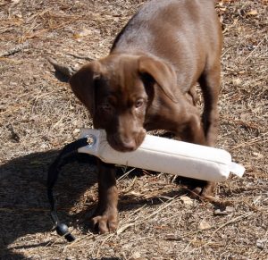 Registered Labrador Retriever Puppies near Ranger, Cartersville, Adairsville, Atlanta, Marietta, Chattanooga, and Calhoun Georgia. The Kennels at Bailiwick is a Championship Dog Breeding facility for Black and Yellow Fowl Hunting. Championship bloodline for breeding the best hunting dogs and companions.