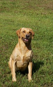 Registered Labrador Retriever Puppies near Ranger, Cartersville, Adairsville, Atlanta, Marietta, Chattanooga, and Calhoun Georgia. The Kennels at Bailiwick is a Championship Dog Breeding facility for Black and Yellow Fowl Hunting. Championship bloodline for breeding the best hunting dogs and companions.