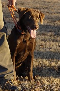 Chocolate lab hunting puppies for sale