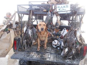 Labrador hunting dogs for sale