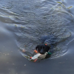 Master hunting retriever puppies