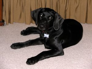 Registered Labrador Retriever Puppies