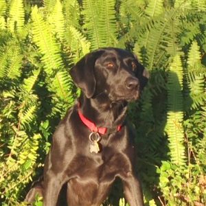 Macy | Bird Hunting Dog Breeds