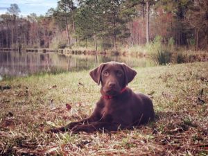 full breed chocolate lab puppies for sale
