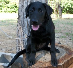 Pepper was one of our successfully trained hunting labs for sale