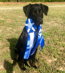 AKC Black Labrador breeder