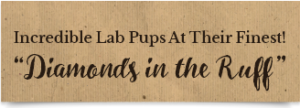 Gun dog breeders: Labradors