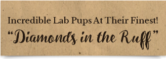 American Labrador breeders | Registered Labrador Puppies