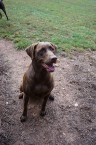 Buy golden retriever pedigree puppies 