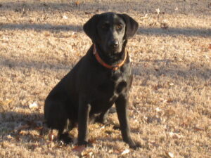 Buy golden retriever pedigree puppies 