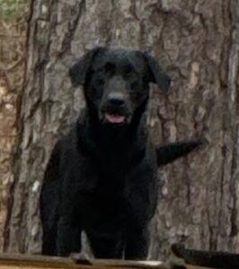 Lab breeders in GA - Labrador retriever breeders near me