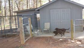 Bird dogs have room to play