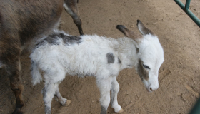 Bailiwick's first mini donkey