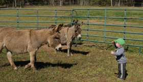 Local Labrador breeders also have donkeys