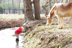 Gun dog kennels