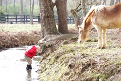 Gun dog kennels