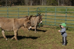 Local Labrador breeders also have donkeys