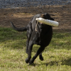 Black Labrador - Field Champion Labrador Retrievers