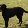 Labrador Champion Breed