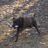 Purebred chocolate lab for sale