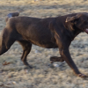 American gun dogs