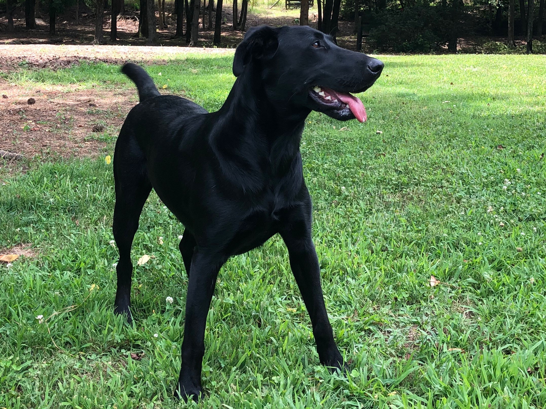 american black labrador