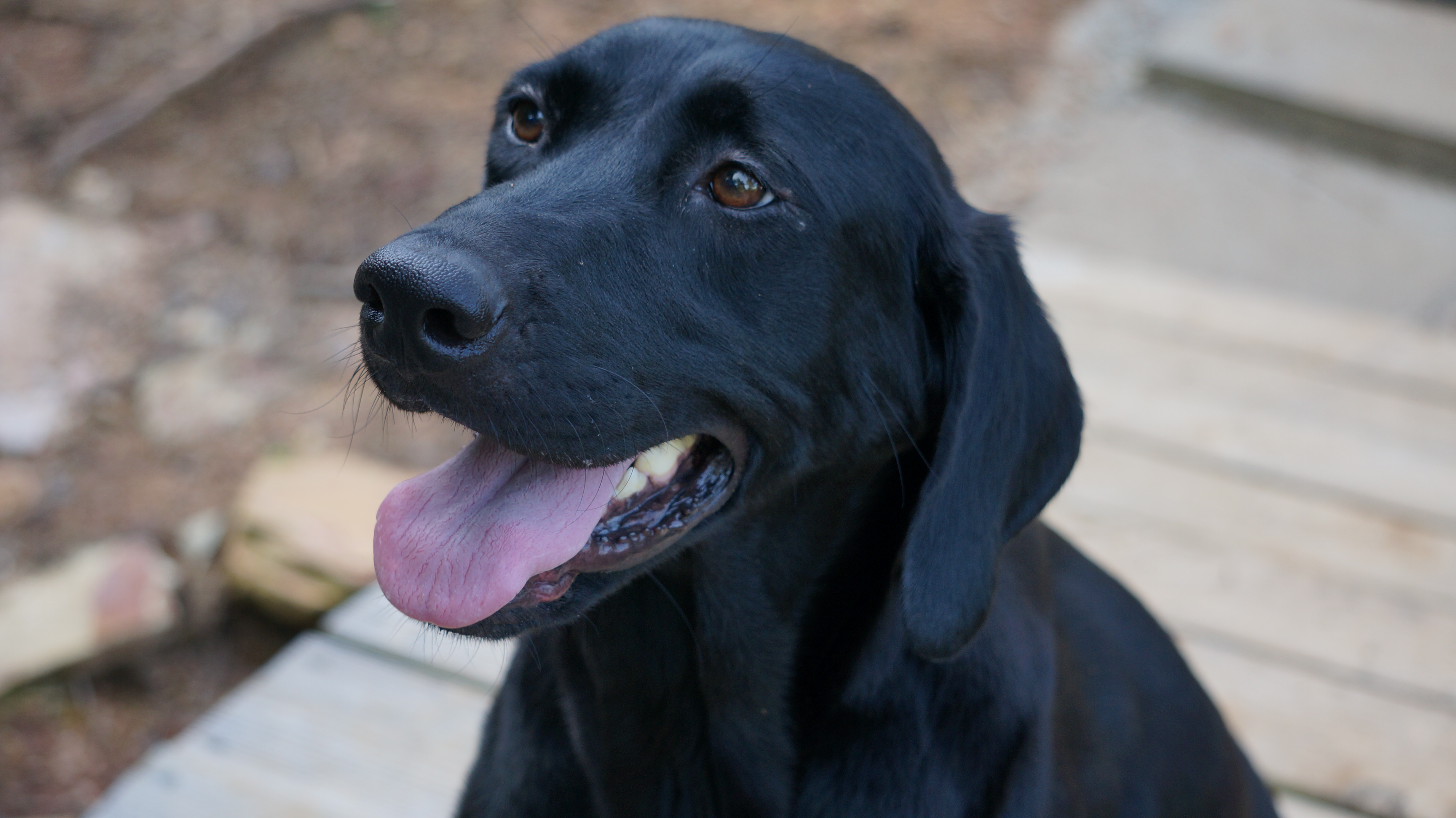 local labrador retriever breeders