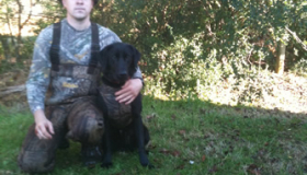 Duck hunting lab puppies for sale