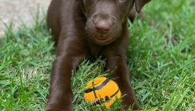choco-pup-with-yellow-ball