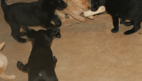 AKC Black Lab Puppies For Sale