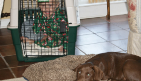Chocolate lab puppies for sale in NC