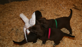 Chocolate lab puppies Florida