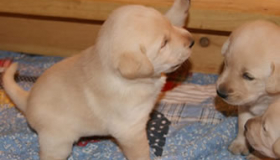 Golden Labrador puppies for sale near me