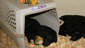 Working black Labrador puppies for sale