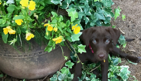 dixie flower girl