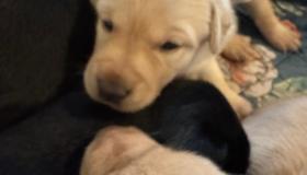 bree-pup-1