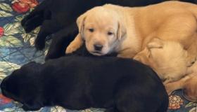 bree-pup2-1