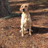 rosie-new-2