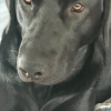 sophie face