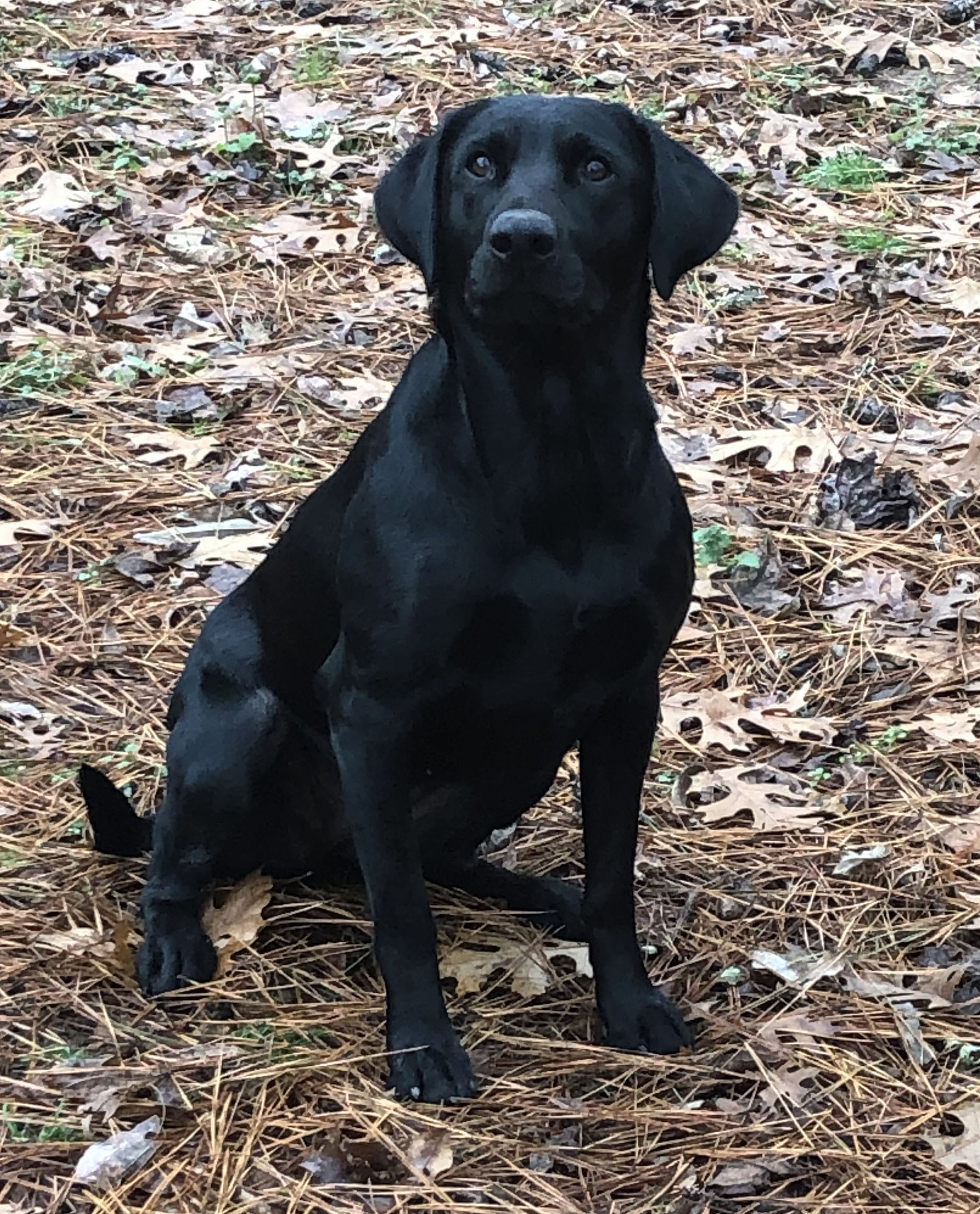 labrador retriever pedigree