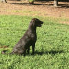 stella4