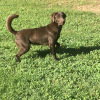 stella7