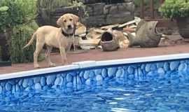 rose-fun-in-the-pool