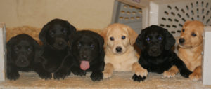 Labrador Retrievers