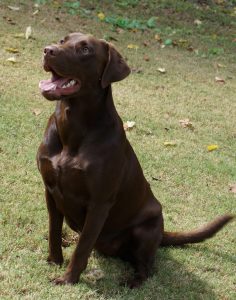 Registered Labrador Retriever Puppies near Ranger, Cartersville, Adairsville, Atlanta, Marietta, Chattanooga, and Calhoun Georgia. The Kennels at Bailiwick is a Championship Dog Breeding facility for Black and Yellow Fowl Hunting. Championship bloodline for breeding the best hunting dogs and companions.