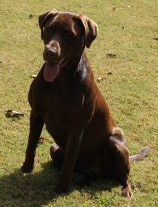 Local chocolate lab breeders with hunting puppies for sale