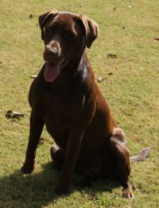 Chocolate Lab