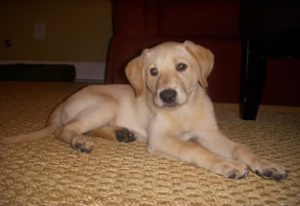 Kennel Retriever Puppies Georgia