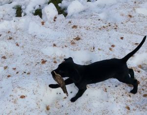 Lab puppies for sale in north Alabama