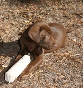 Registered Labrador Retriever Puppies near Ranger, Cartersville, Adairsville, Atlanta, Marietta, Chattanooga, and Calhoun Georgia. The Kennels at Bailiwick is a Championship Dog Breeding facility for Black and Yellow Fowl Hunting. Championship bloodline for breeding the best hunting dogs and companions.